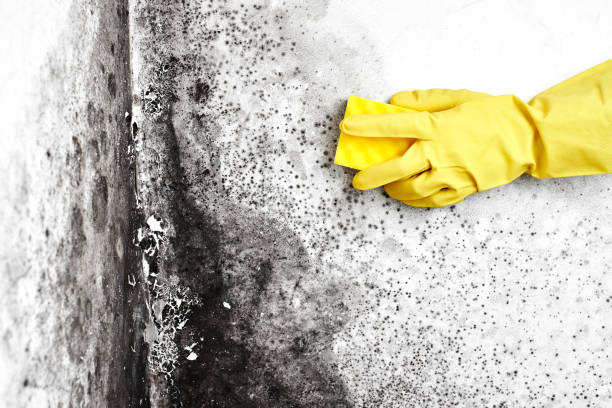 Mold Remediation for Rental Properties in Josephine, TX